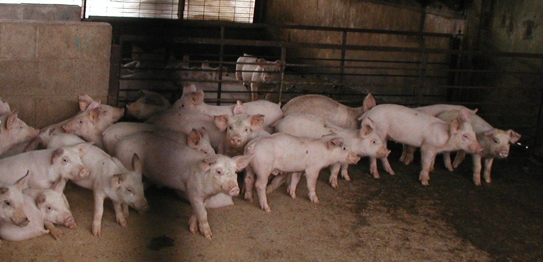 hogs