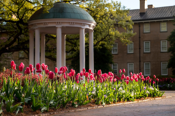 old well behind pink tulips