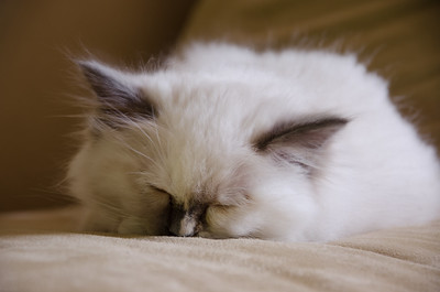 soft white cat sleeping
