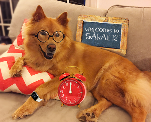 happy golden dog in glasses and watch with welcome to sakai 12 chalkboard